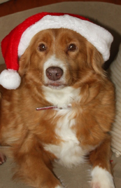 CH. beinnbhreagh 's Rumble Red Rumor