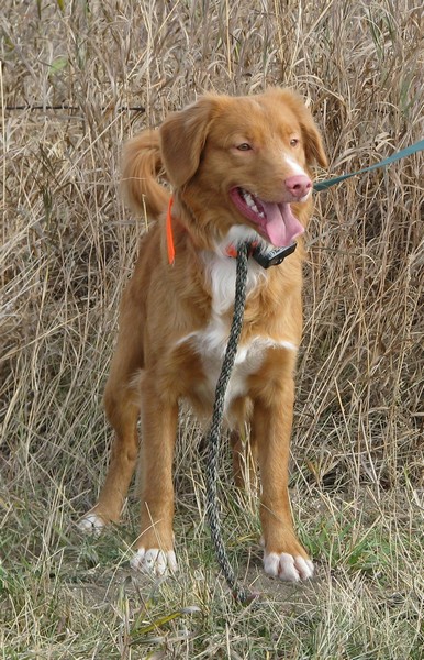 CH. tollwest 's Spicy Tollchester rn cgn