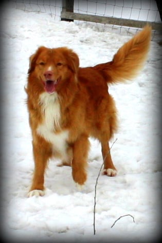 CH. tollwest 's Spicy Tollchester rn cgn