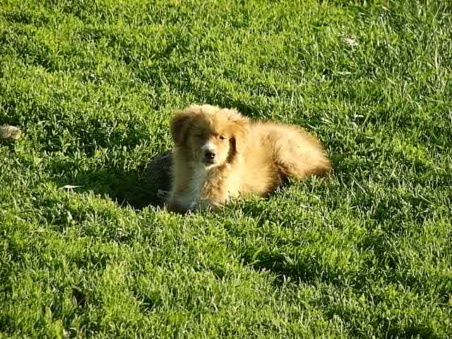 CH. beinnbhreagh 's Rumble Red Rumor