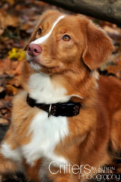 CH. Tuffntendr Ignite roaneden