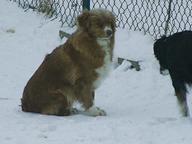 CH. beinnbhreagh 's Rumble Red Rumor
