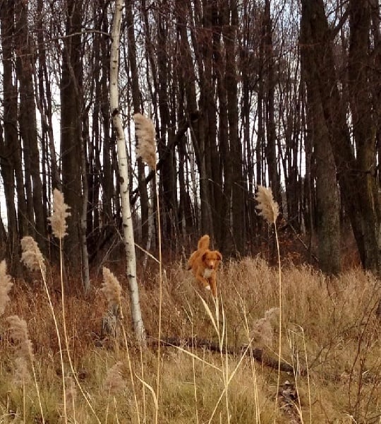 CH. tollwest 's Spicy Tollchester rn cgn