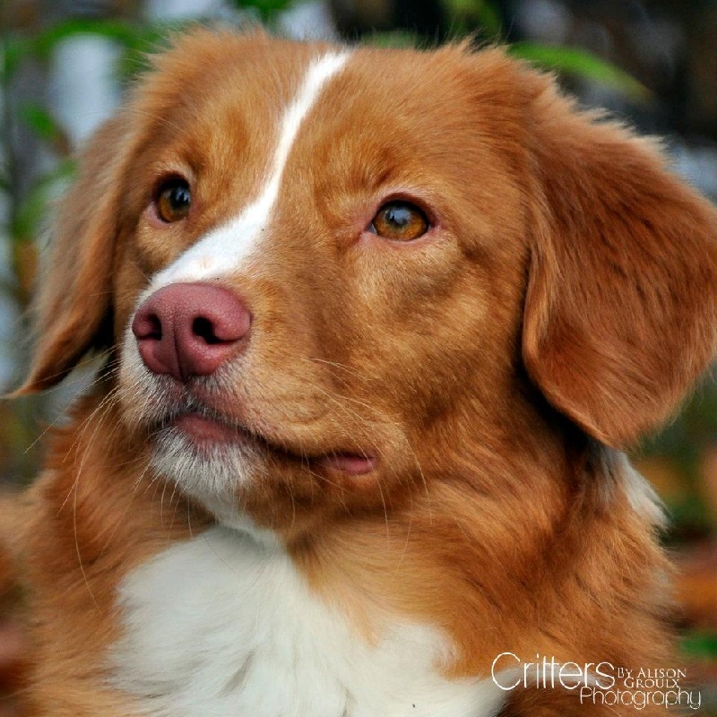 CH. Tuffntendr Ignite roaneden