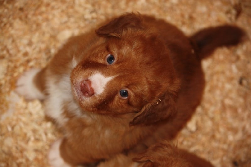 Tuffntendr Orange Crush Bubble