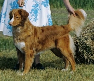 CH. tollwest 's Spicy Tollchester rn cgn