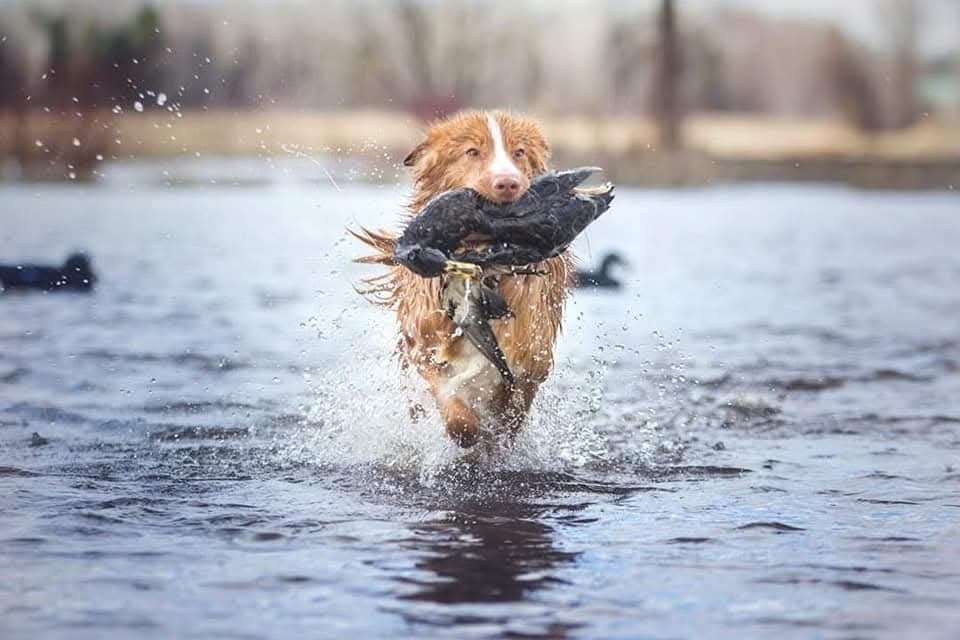 CH. tollerpride Roasted Wake Up at TuffnTendr