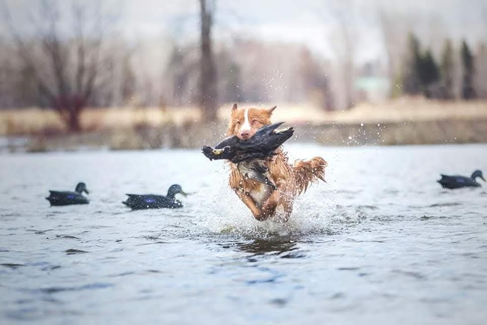 CH. tollerpride Roasted Wake Up at TuffnTendr