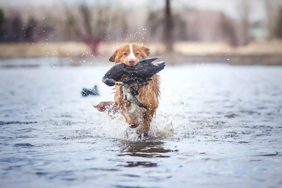 CH. tollerpride Roasted Wake Up at TuffnTendr