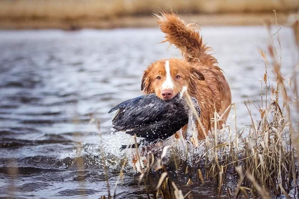 CH. tollerpride Roasted Wake Up at TuffnTendr