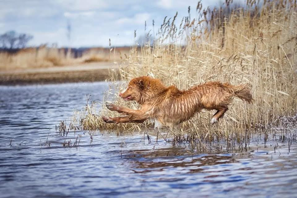 CH. tollerpride Roasted Wake Up at TuffnTendr