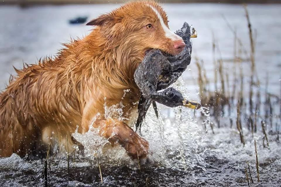 CH. tollerpride Roasted Wake Up at TuffnTendr