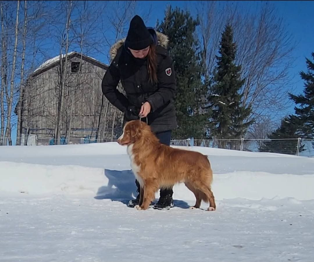 CH. tollerpride Roasted Wake Up at TuffnTendr