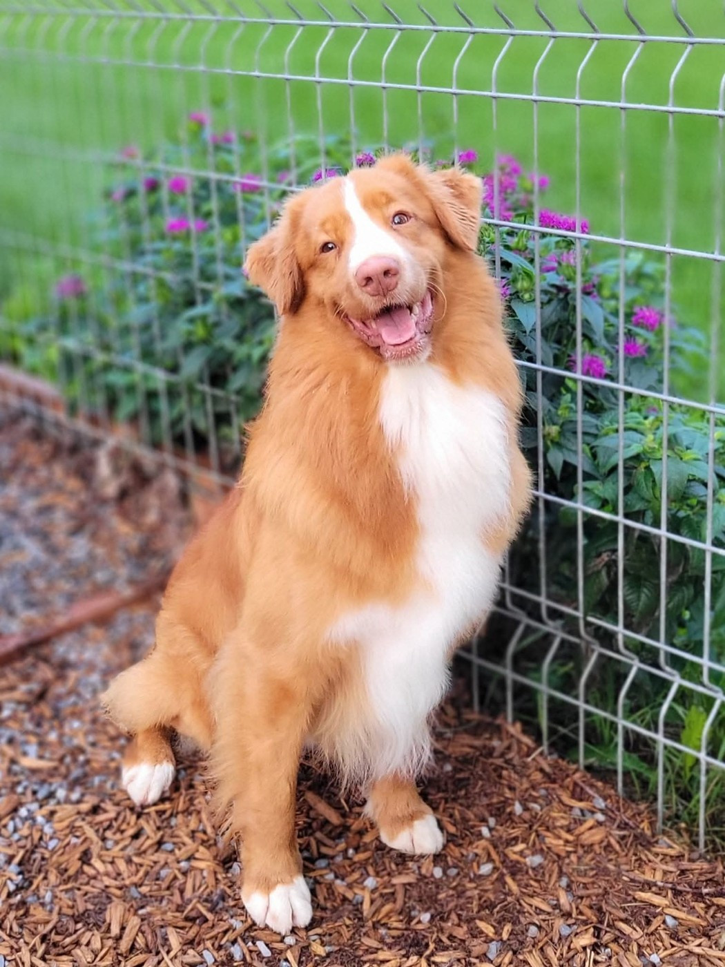 CH. tollerpride Roasted Wake Up at TuffnTendr