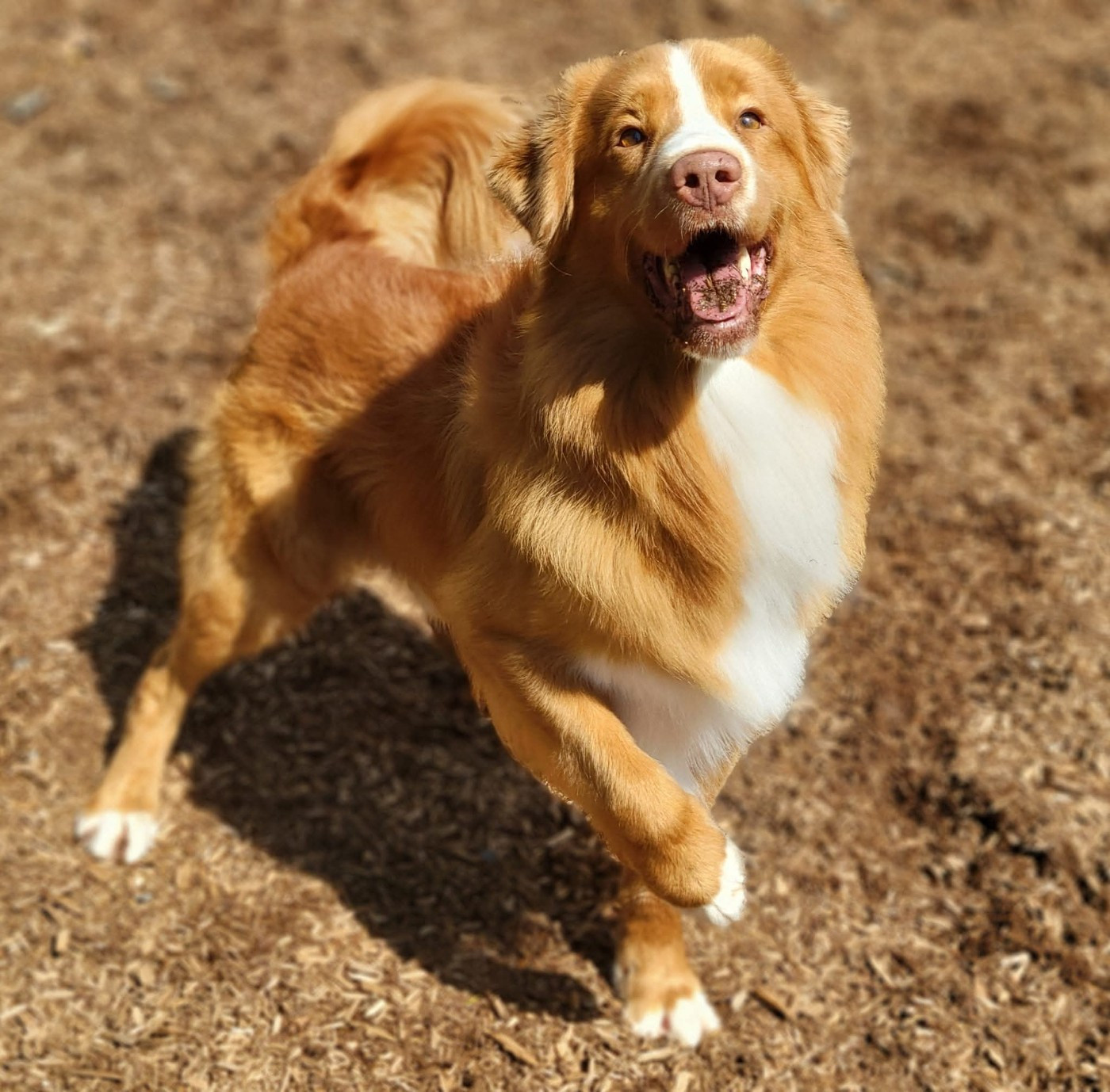 CH. tollerpride Roasted Wake Up at TuffnTendr