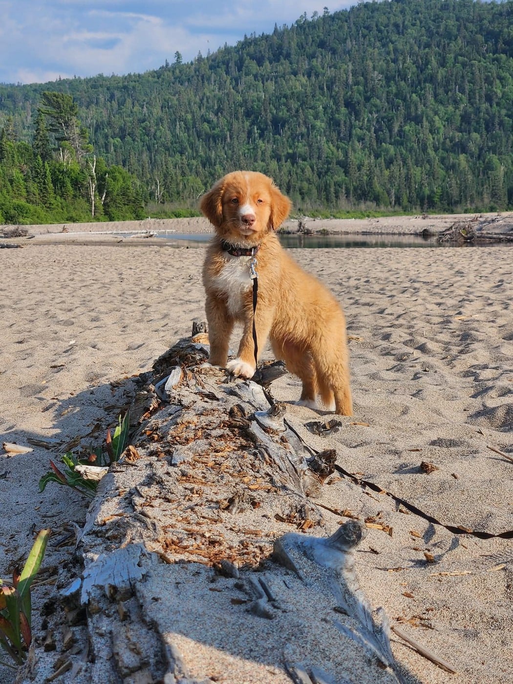 avatar 's Callin'the Shots at TuffnTendr