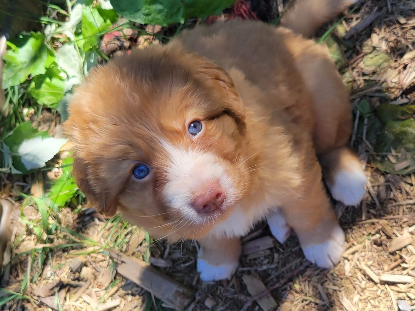 CH. Tuffntendr Spirit of the White Hunter Nanook