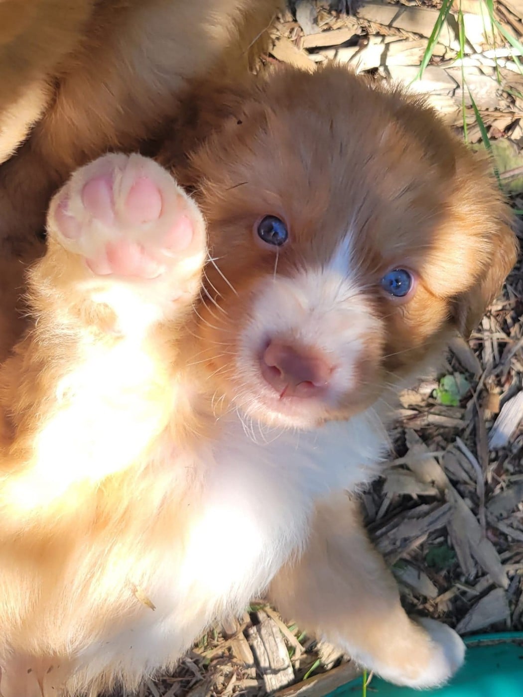 CH. Tuffntendr Spirit of the White Hunter Nanook