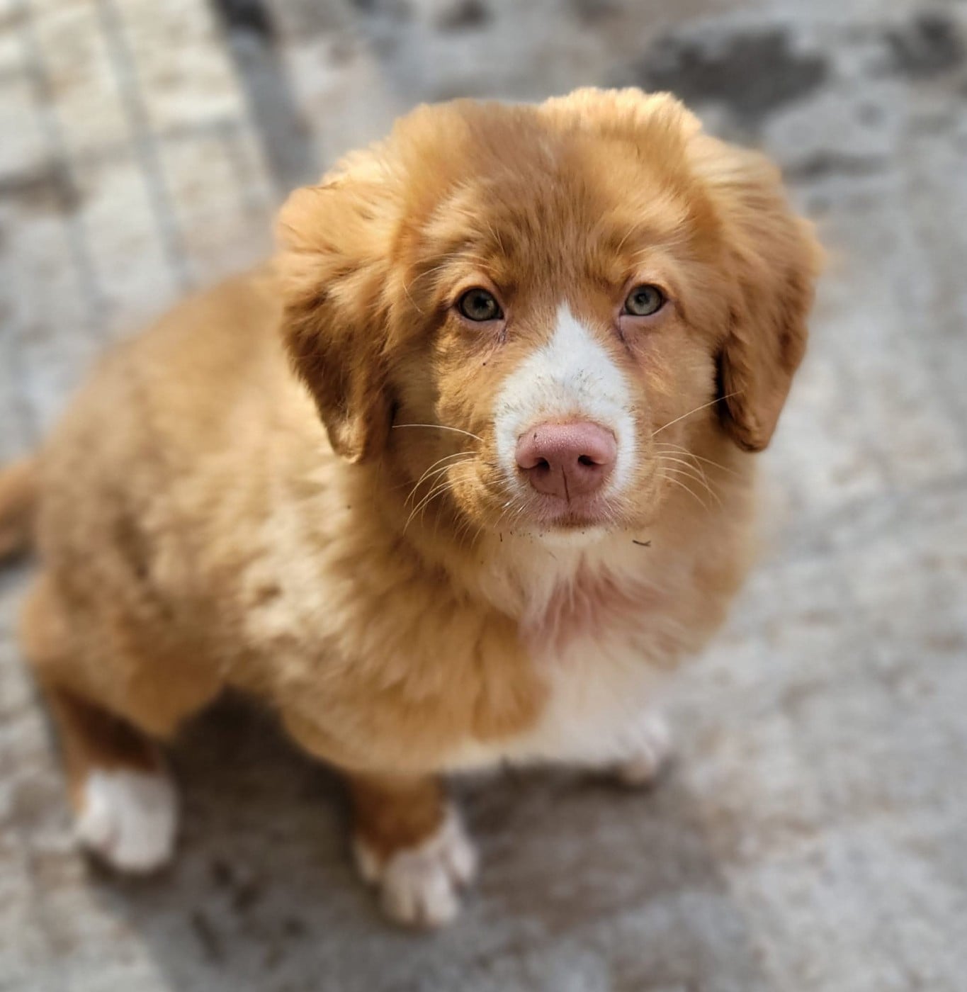 CH. Tuffntendr Spirit of the White Hunter Nanook