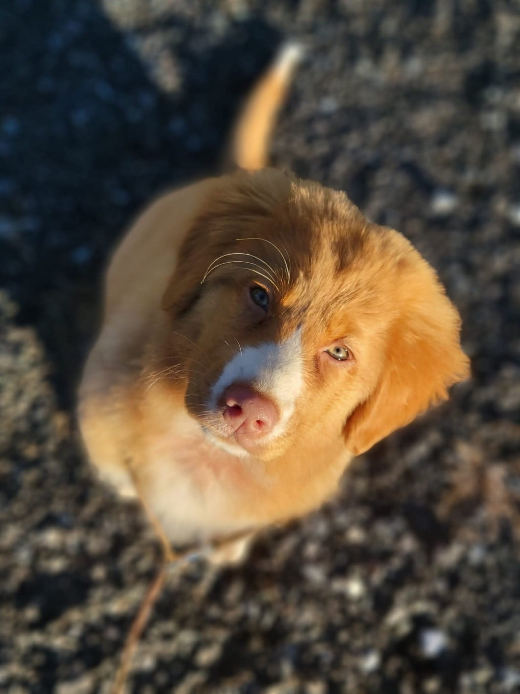 CH. Tuffntendr Spirit of the White Hunter Nanook