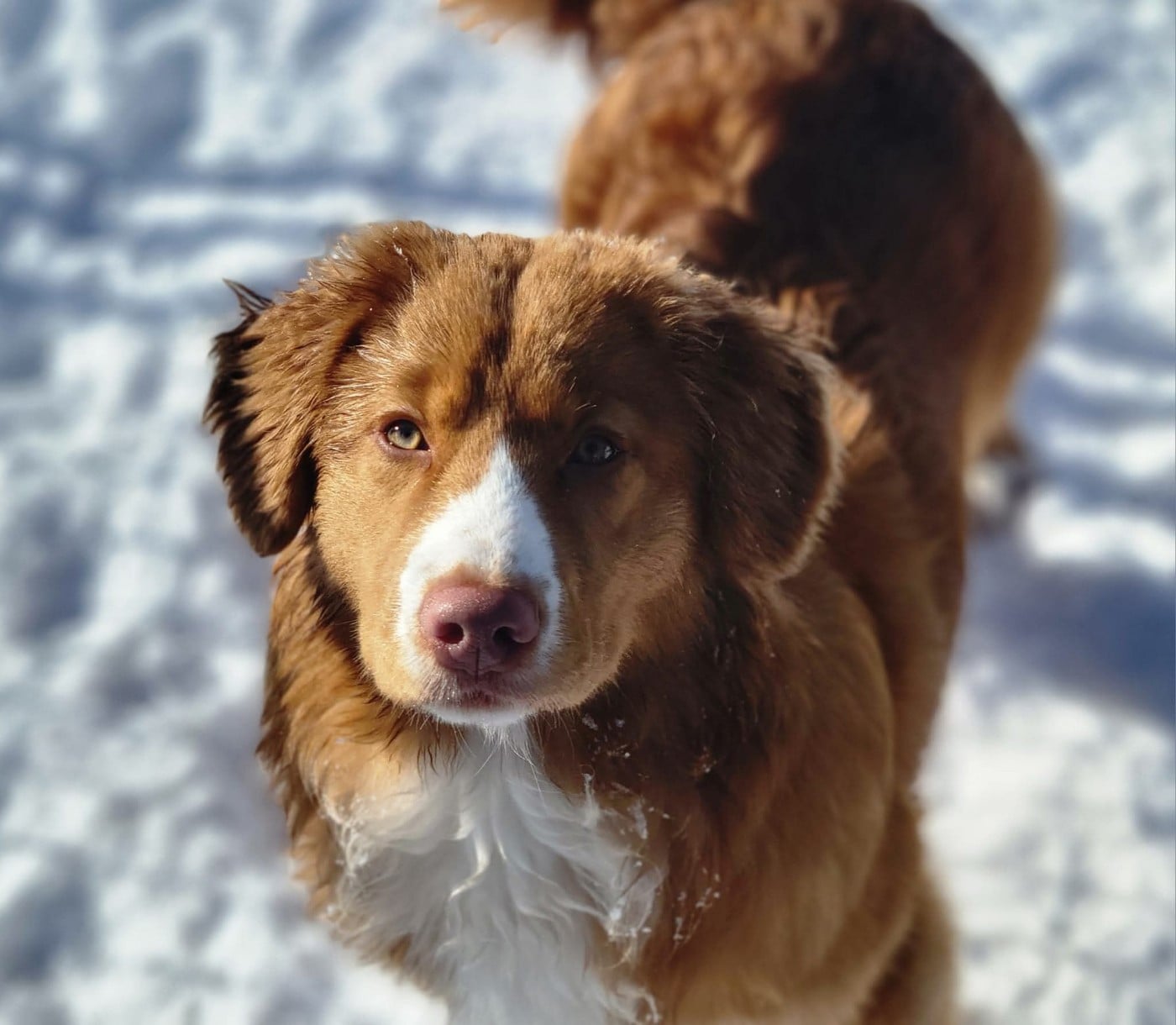 CH. Tuffntendr Spirit of the White Hunter Nanook