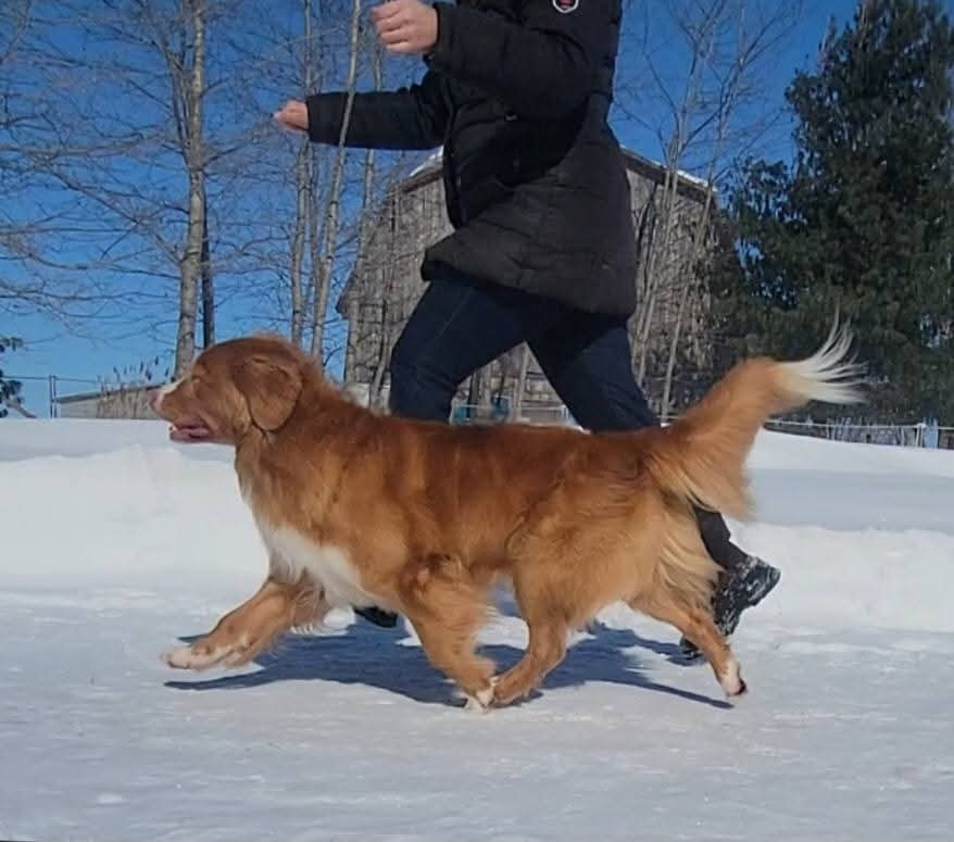 CH. Tuffntendr Spirit of the White Hunter Nanook