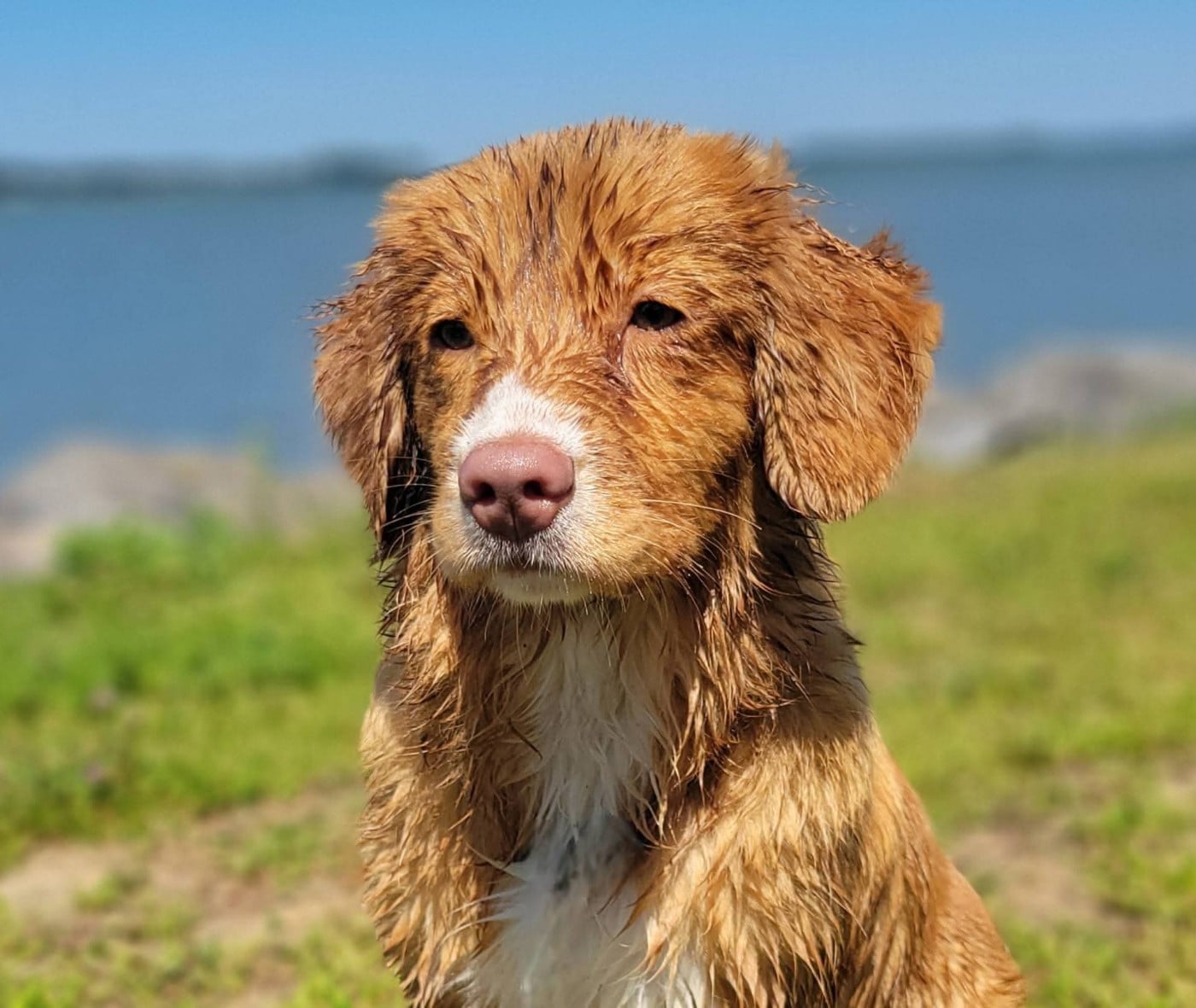 Tuffntendr Daughter of the Land