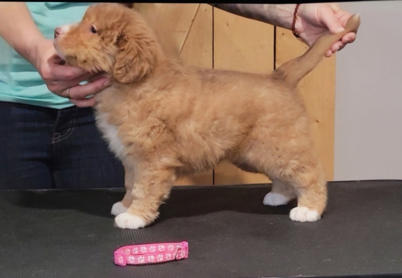 Tuffntendr Daughter of the Land