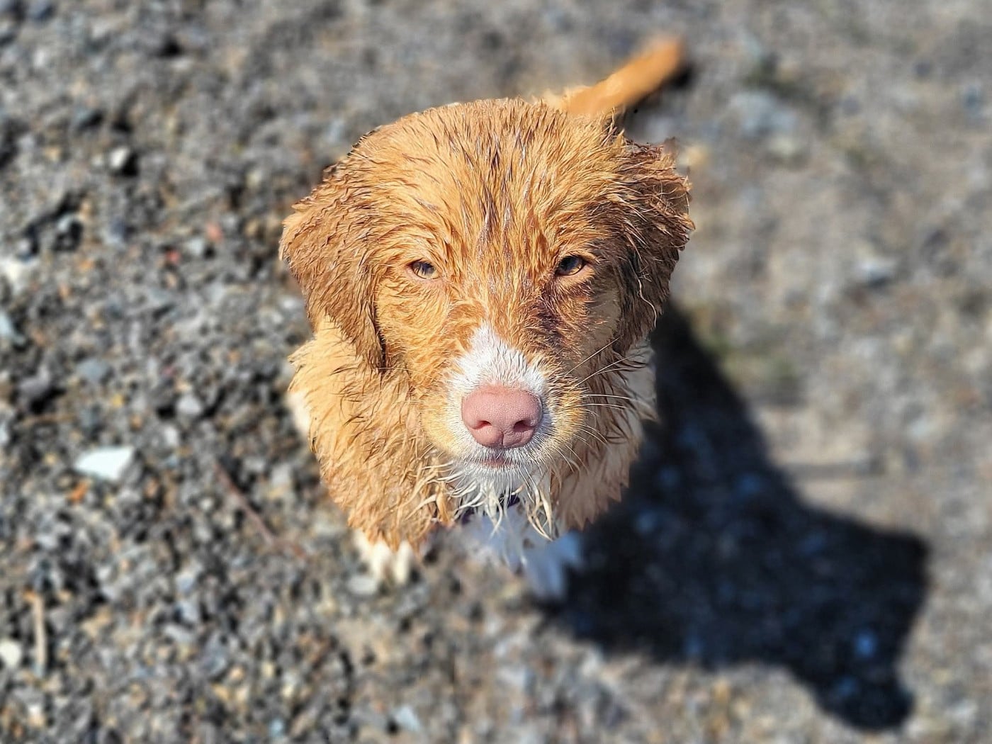 Tuffntendr Daughter of the Land