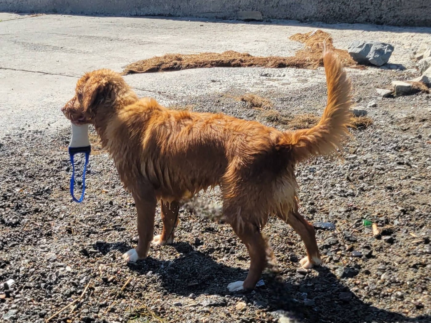 Tuffntendr Daughter of the Land