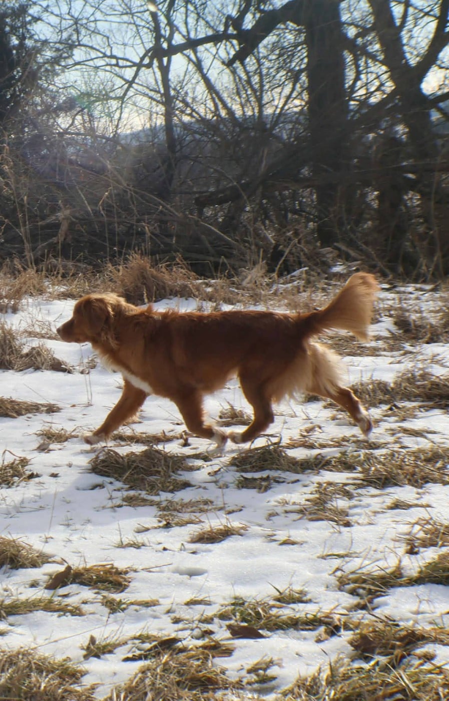 Tuffntendr Daughter of the Land