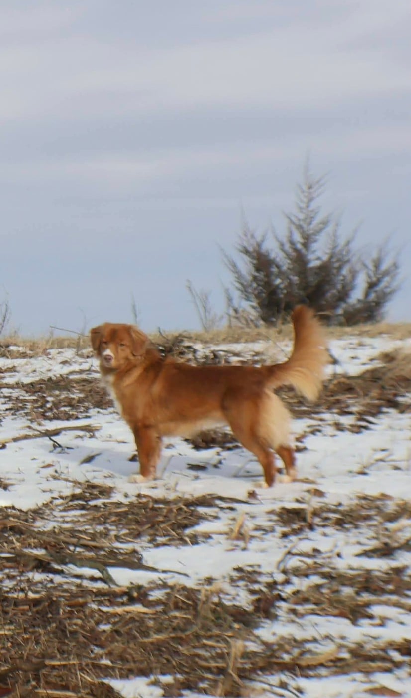 Tuffntendr Daughter of the Land