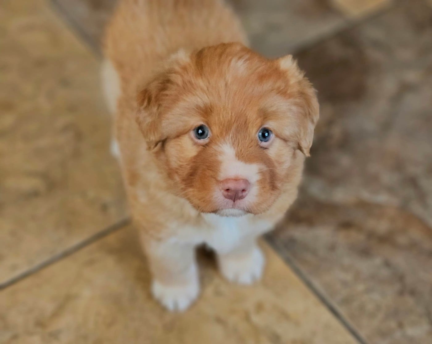 Tuffntendr What if the Girl is a Gangster