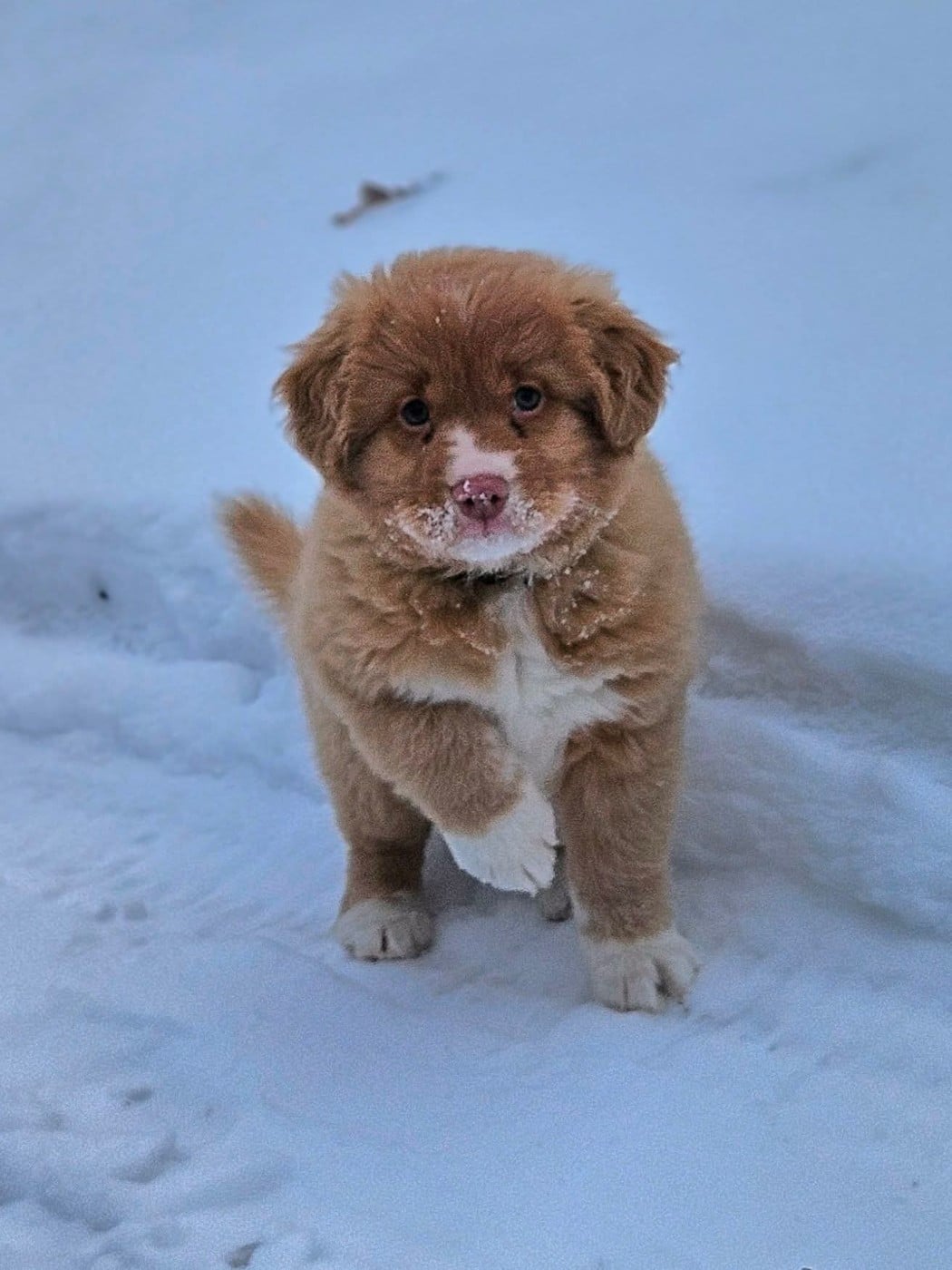 Tuffntendr What if the Girl is a Gangster