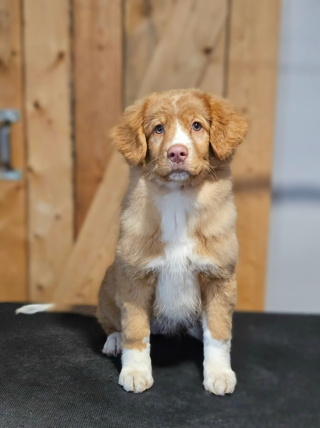 Tuffntendr Callin'the Whisper of the Breeze