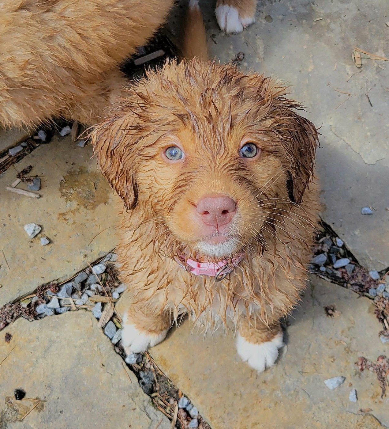 Tuffntendr Love Like an Earthkwack Rumble