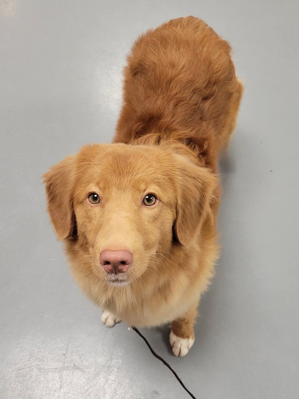 Tuffntendr Love Like an Earthkwack Rumble