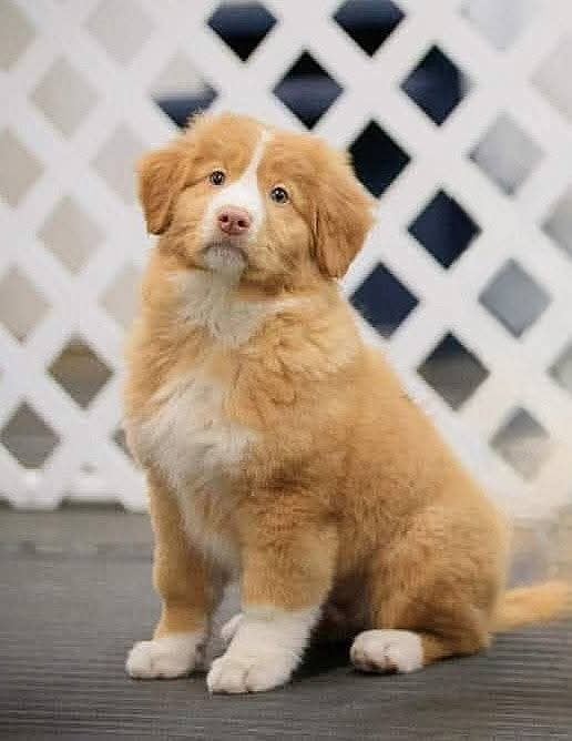 Tuffntendr Born to be an Atomique Wind