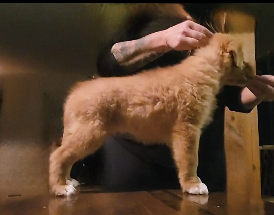 Tuffntendr The Gambler with All Aces