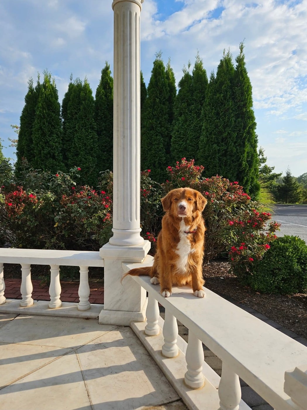 CH. Tuffntendr Hotel Room Sassy