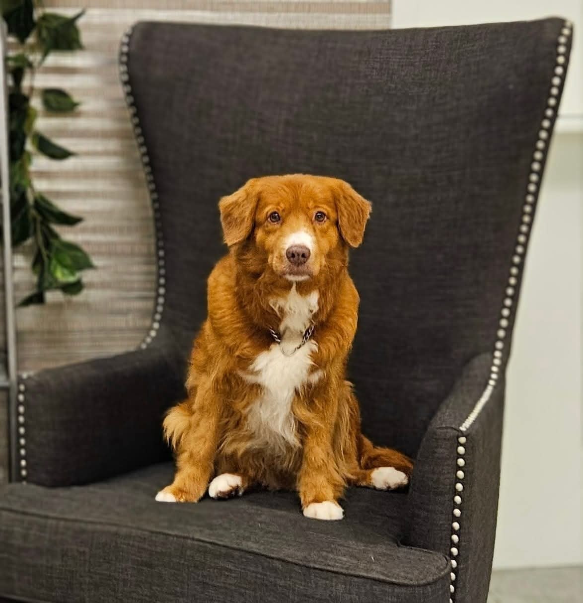 CH. Tuffntendr Hotel Room Sassy