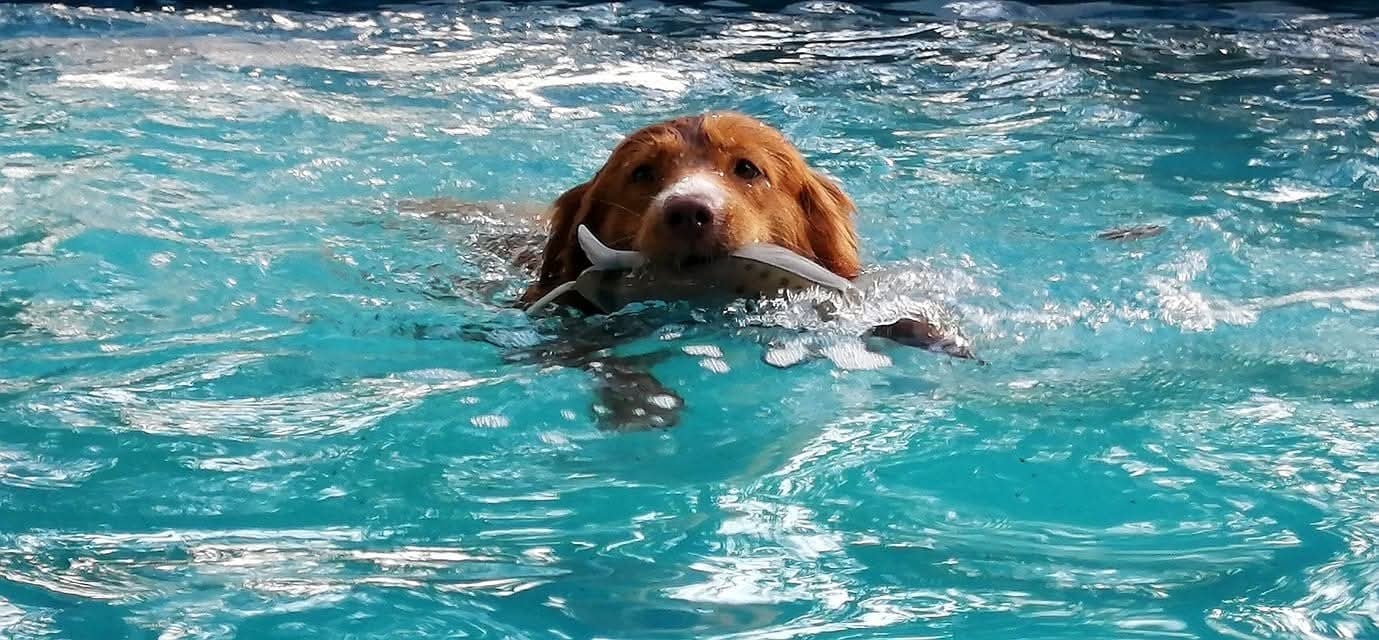CH. Tuffntendr Hotel Room Sassy