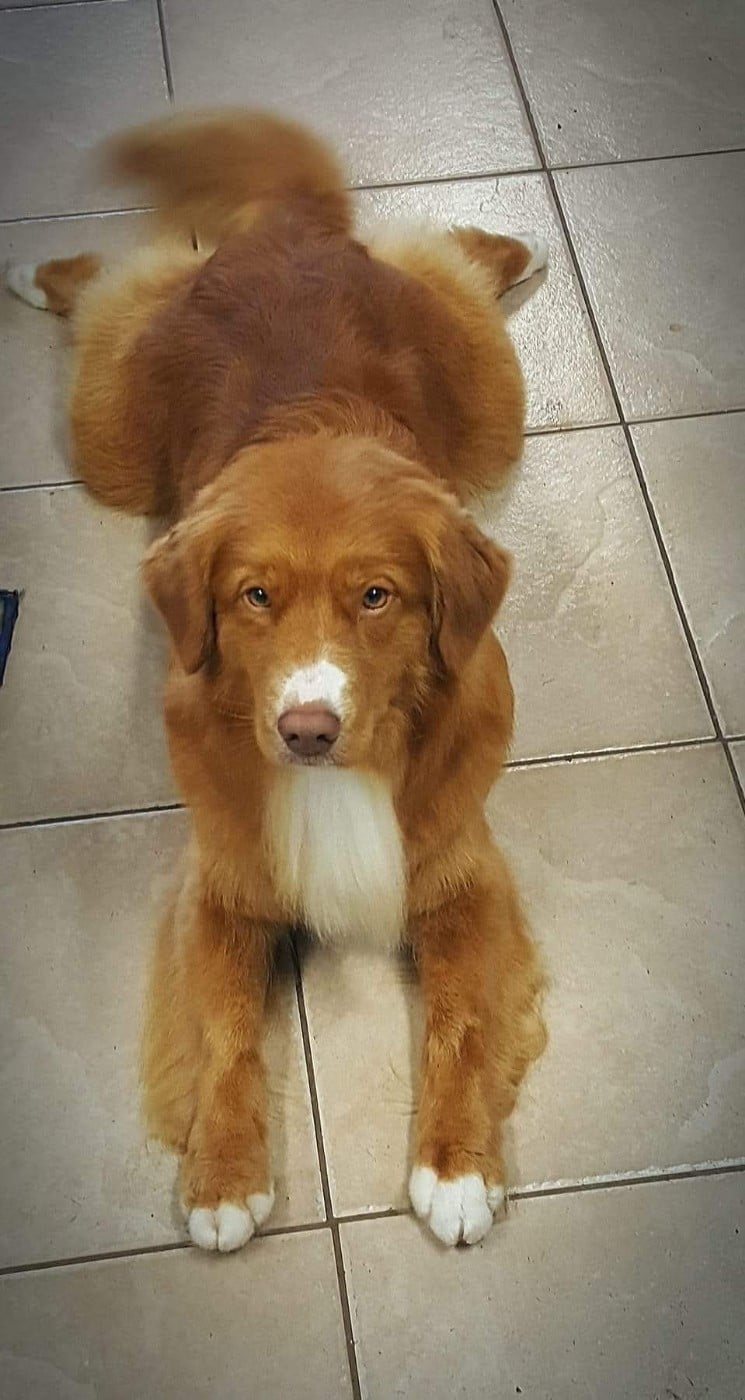 CH. Tuffntendr Hotel Room Sassy