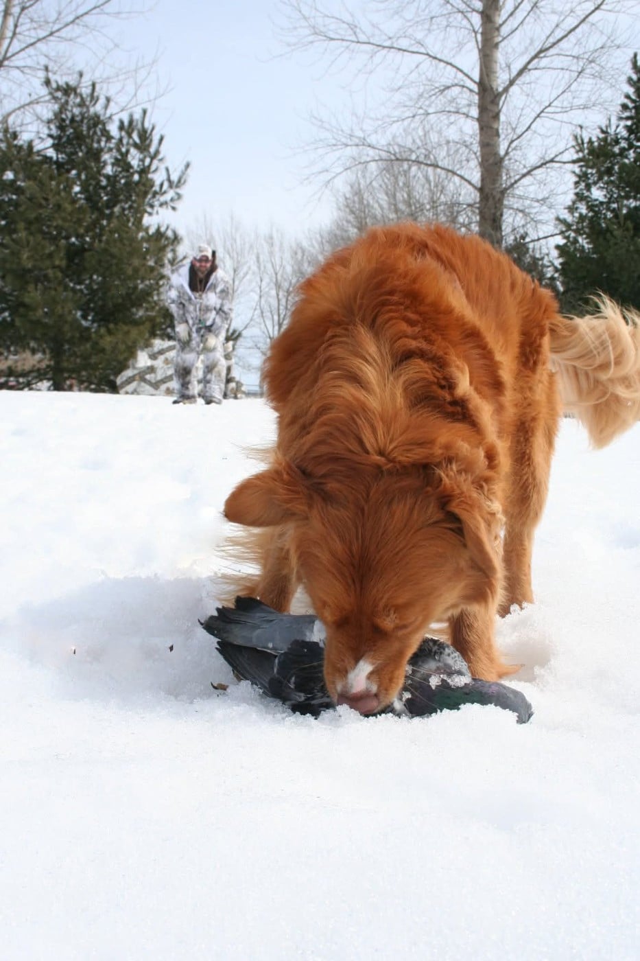CH. Tuffntendr Hotel Room Sassy