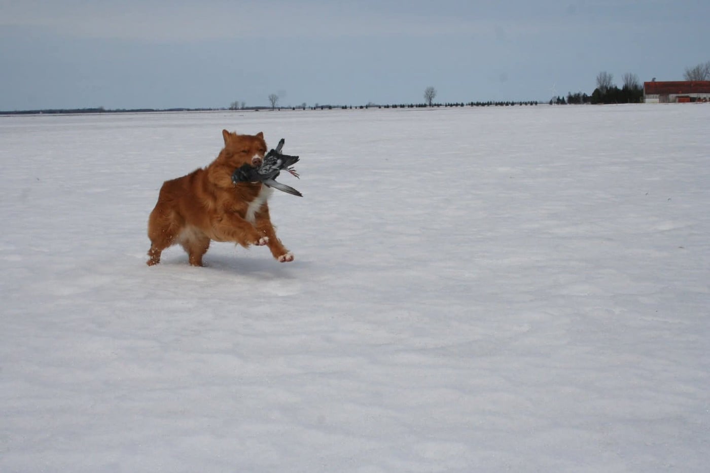 CH. Tuffntendr Hotel Room Sassy