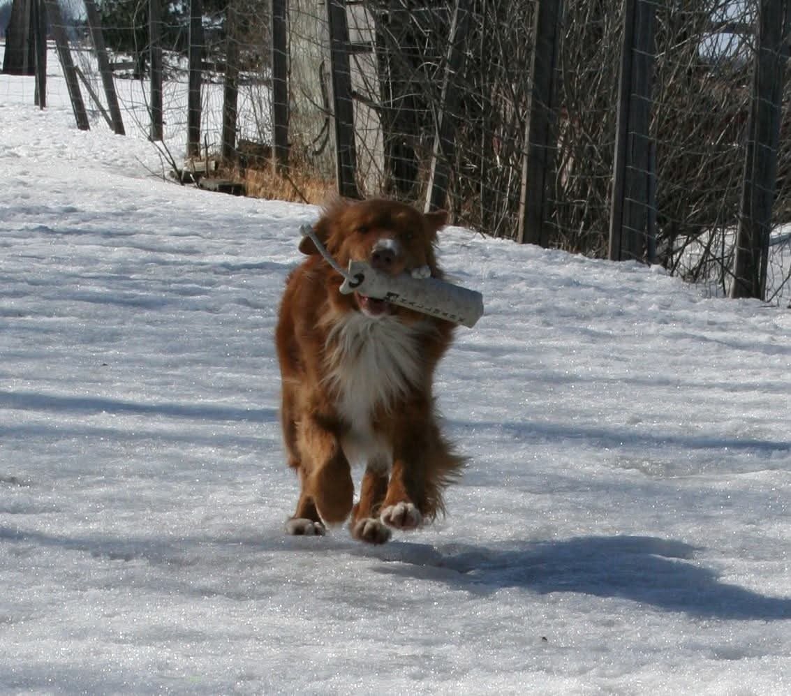 CH. Tuffntendr Hotel Room Sassy