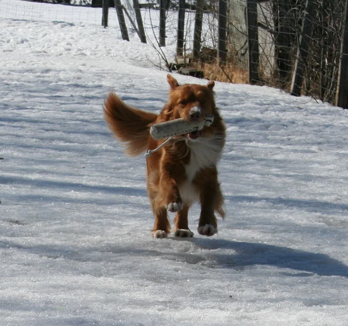 CH. Tuffntendr Hotel Room Sassy