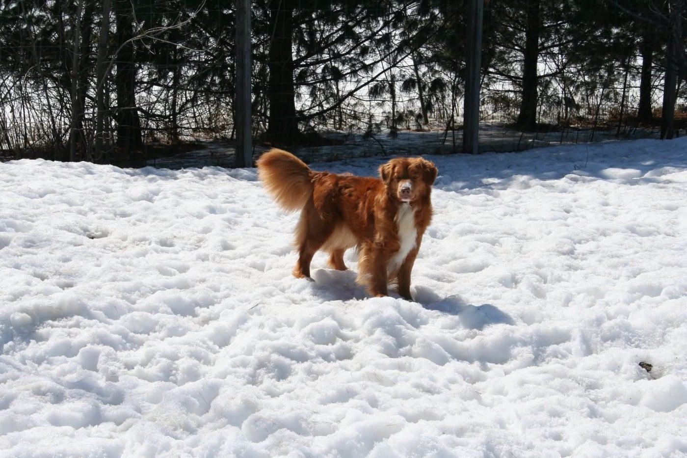 CH. Tuffntendr Hotel Room Sassy