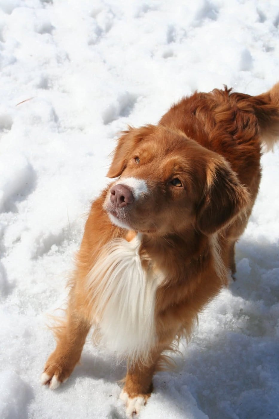 CH. Tuffntendr Hotel Room Sassy