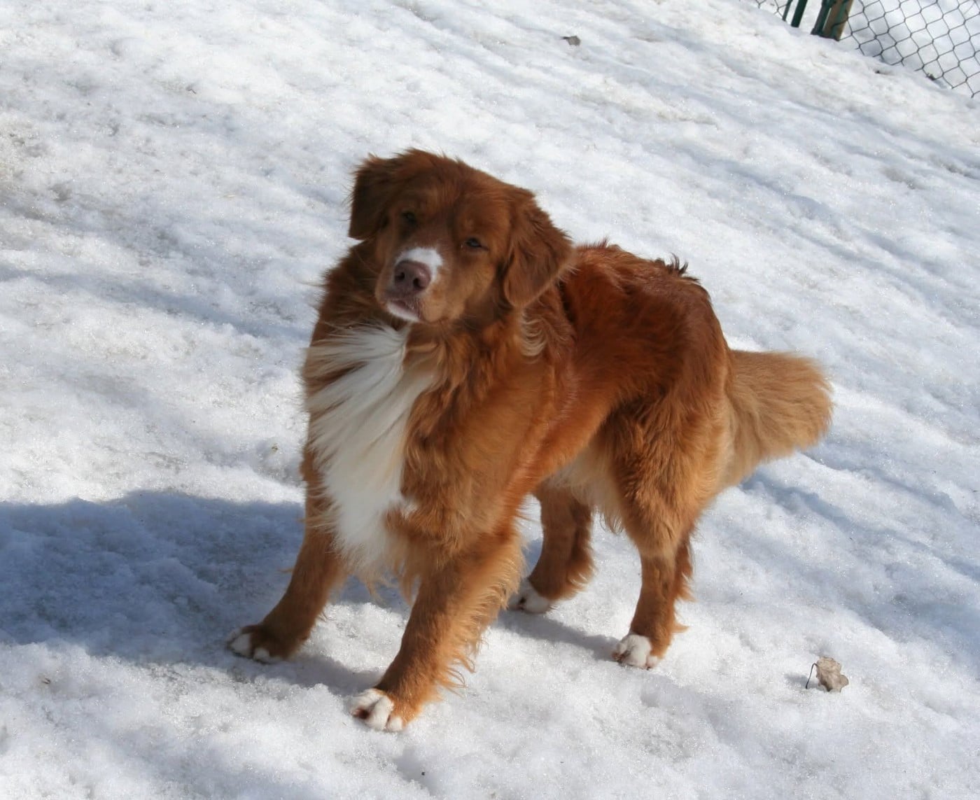 CH. Tuffntendr Hotel Room Sassy